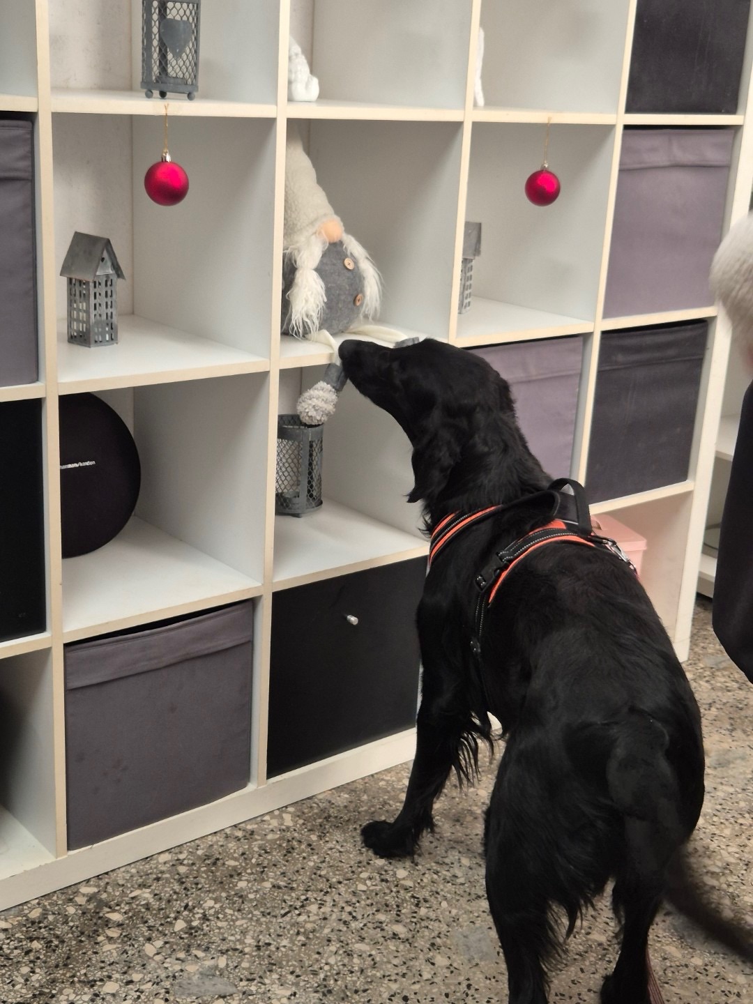 Hund i inomhussök vid hyllsystem