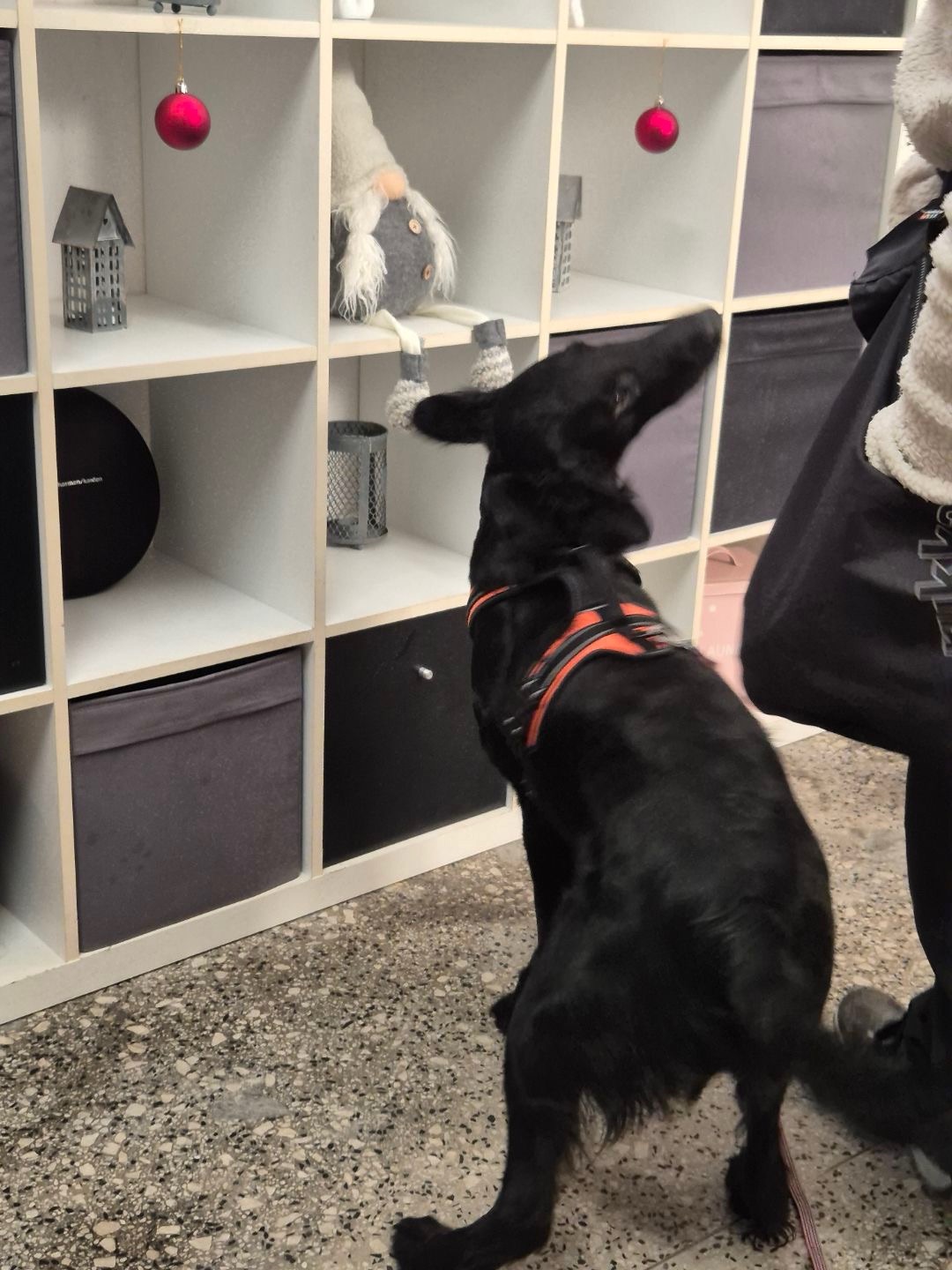 Hund i inomhussök under pågående markering