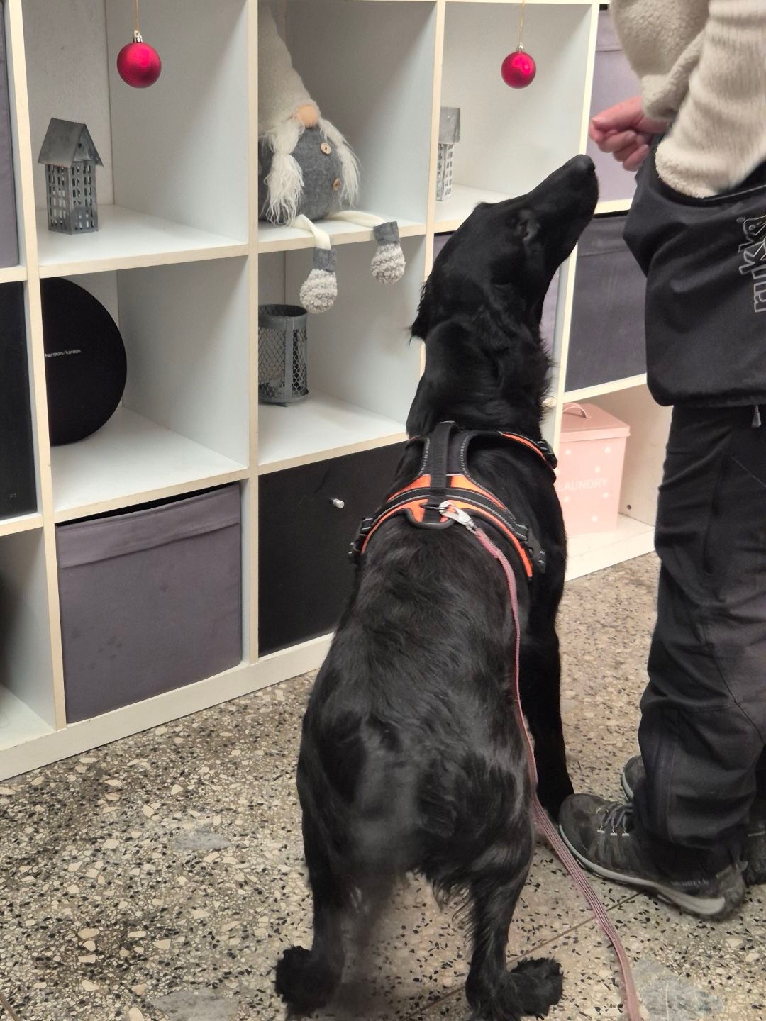 Hund i inomhussök med fokus vid gömma