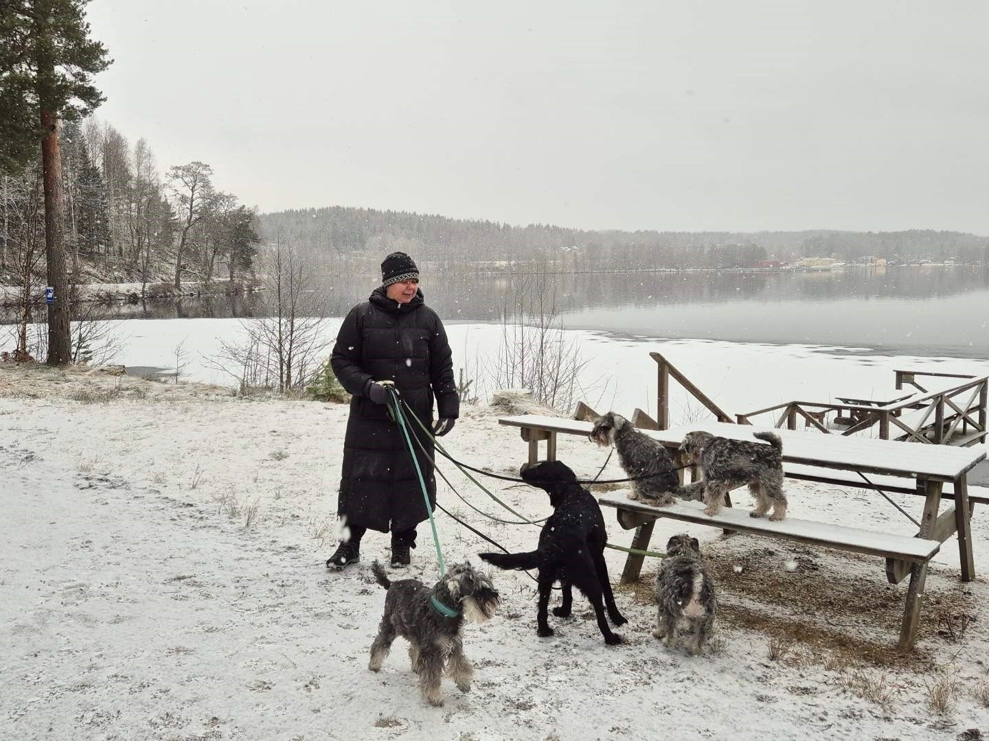 Laila med hela flocken vid vinterlandskap i februari 2025