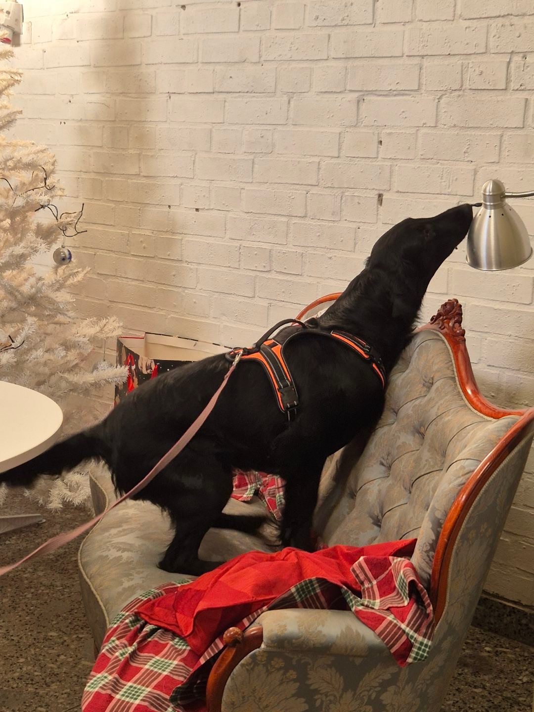 Hund i nosework vid soffa och lampa