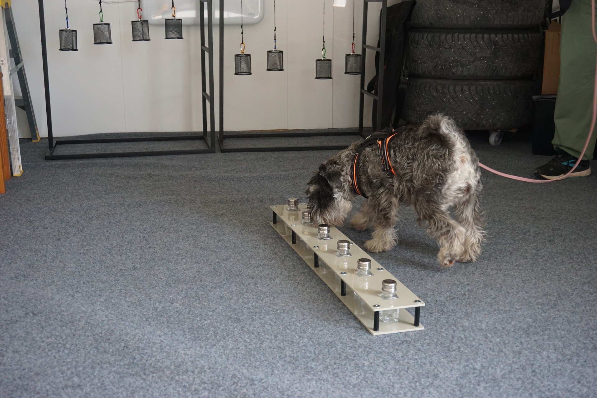 Hund i nosework-träning på urvalsbana